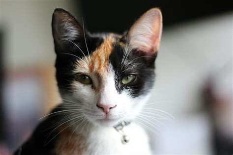 how long do calico cats live|traits of female calico cats.